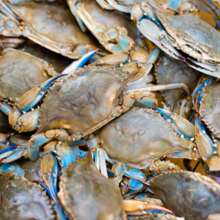 Mid-Atlantic Coastal Acidification Network (MACAN)