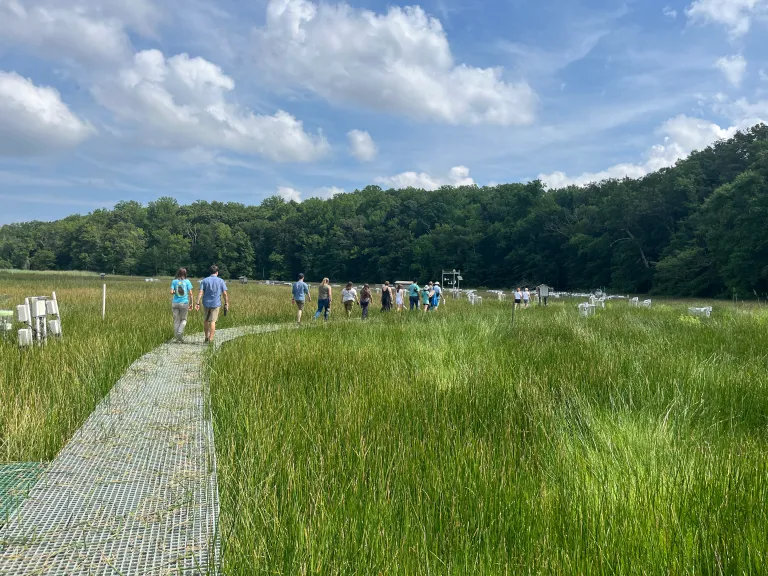 A group of people walk through a field with green grass