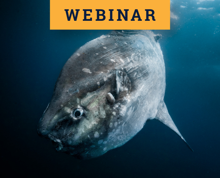 Webinar: Tracking Ocean Sunfish to Map Marine Biodiversity HotSpots